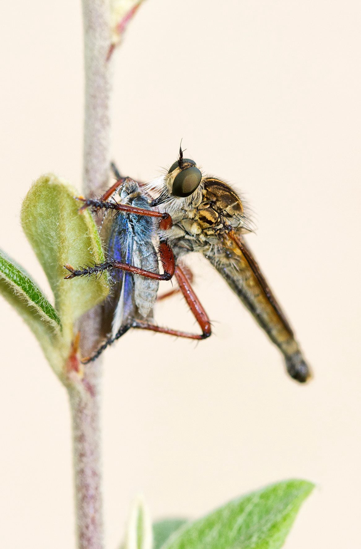 Robberfly with blue skipper Butterfly