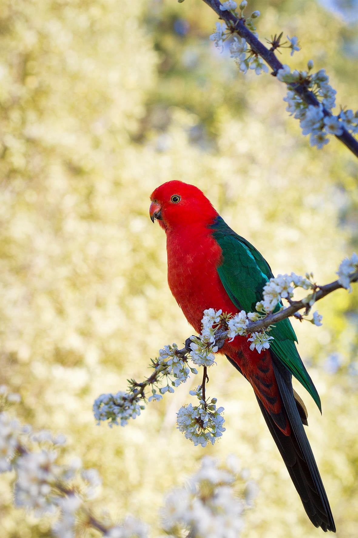 King Parrot in blossom tree