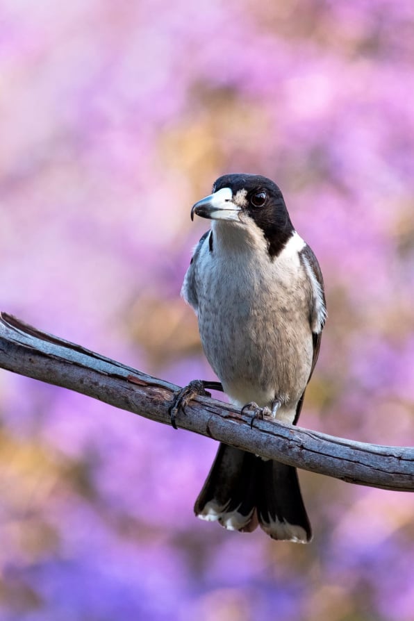 Butcherbird on a branch with Jacaranda in background stock photo