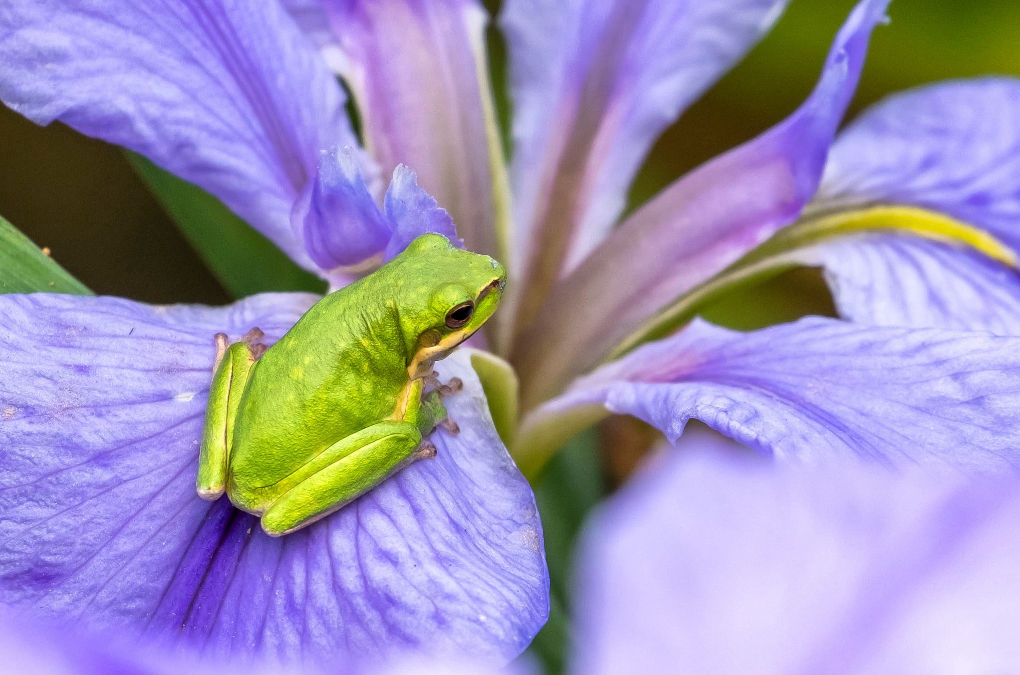 Green frog on purple water iris