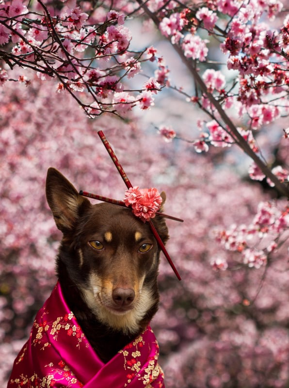 Kelpie in blossoms and kimono